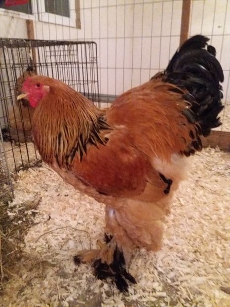  - Tineret pentru 2018