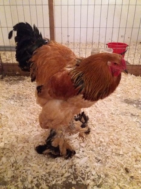  - Tineret pentru 2018