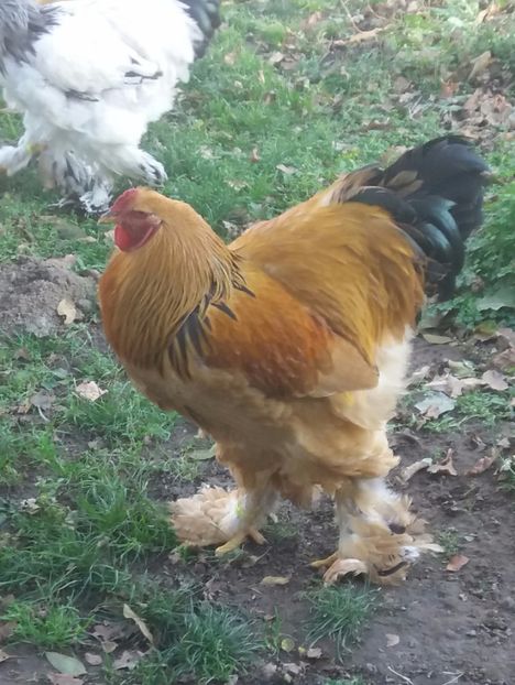  - Tineret pentru 2018