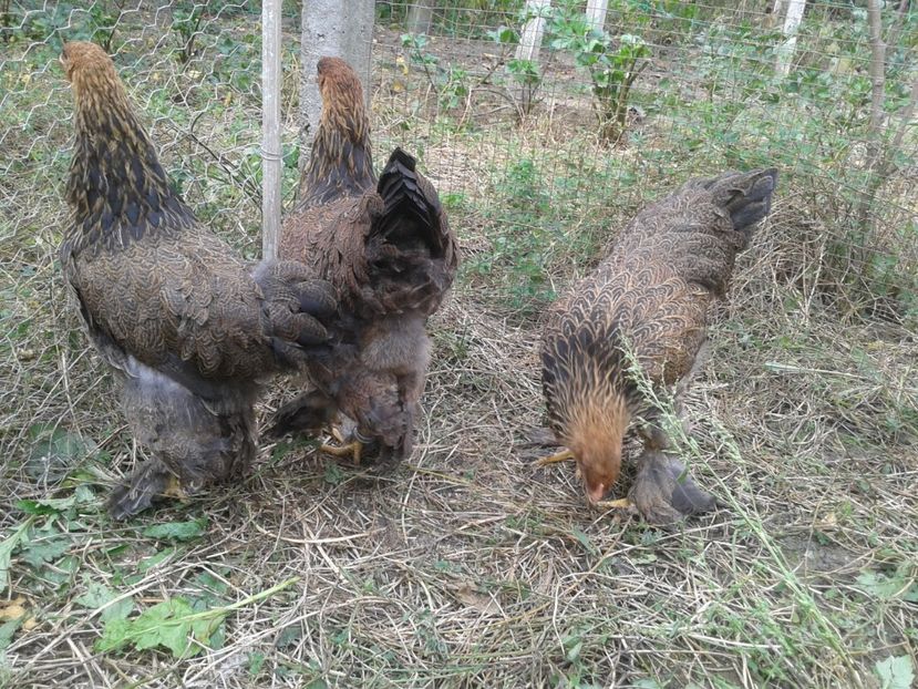  - Brahma Potarnichiu pe negru pentru 2018