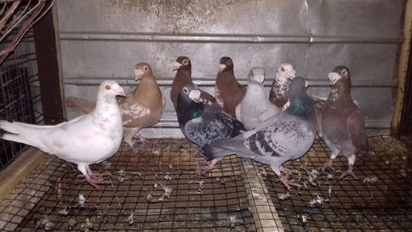  - V-Noi achizitii 2017-2017