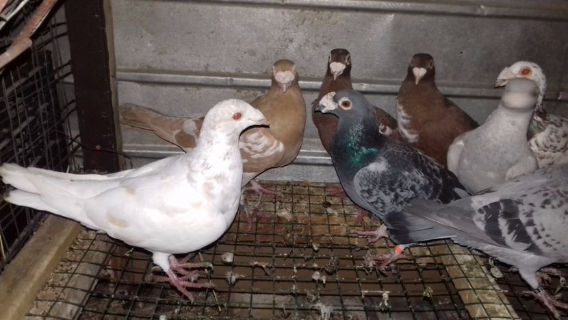  - V-Noi achizitii 2017-2017