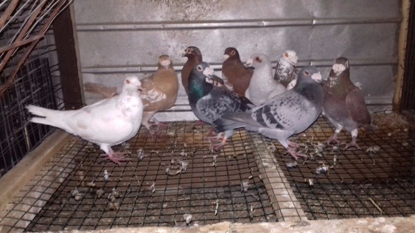  - V-Noi achizitii 2017-2017