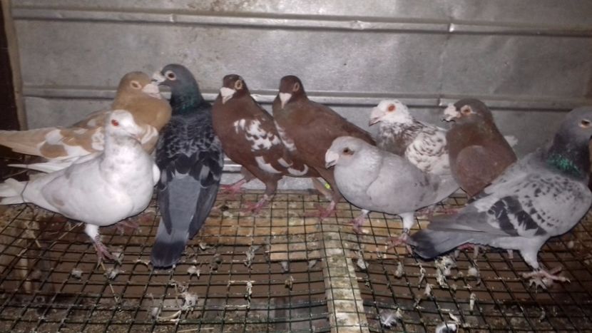  - V-Noi achizitii 2017-2017