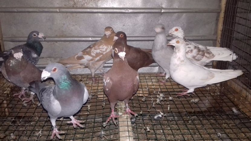  - V-Noi achizitii 2017-2017