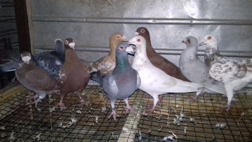  - V-Noi achizitii 2017-2017