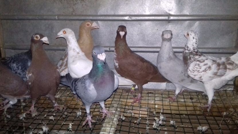  - V-Noi achizitii 2017-2017