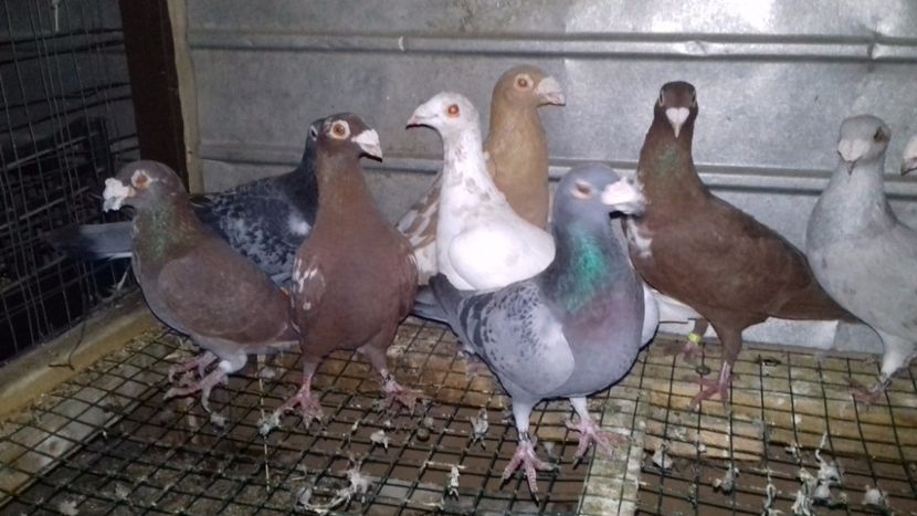  - V-Noi achizitii 2017-2017