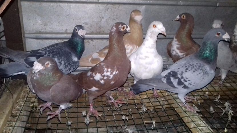  - V-Noi achizitii 2017-2017