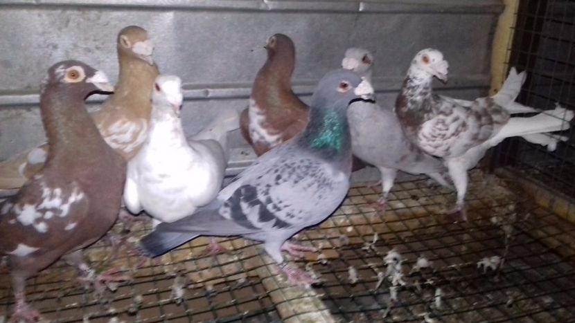  - V-Noi achizitii 2017-2017