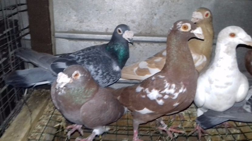  - V-Noi achizitii 2017-2017