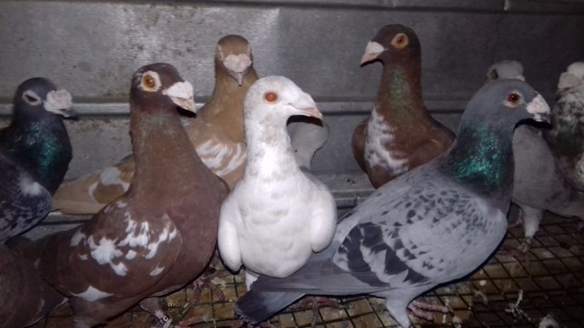  - V-Noi achizitii 2017-2017