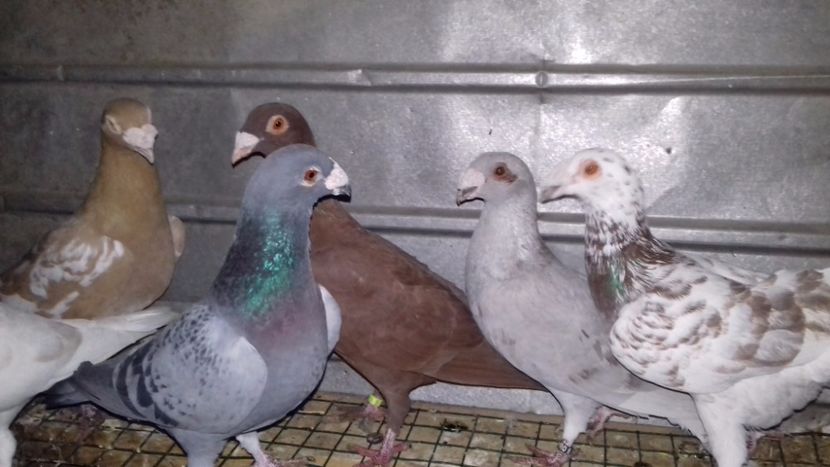  - V-Noi achizitii 2017-2017