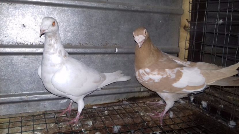  - V-Noi achizitii 2017-2017