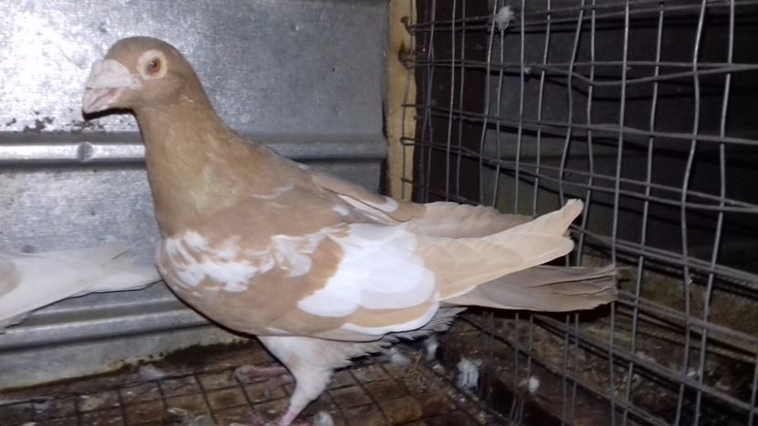  - V-Noi achizitii 2017-2017