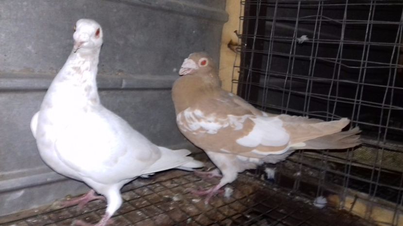  - V-Noi achizitii 2017-2017