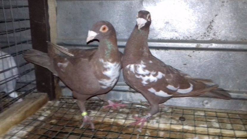  - V-Noi achizitii 2017-2017