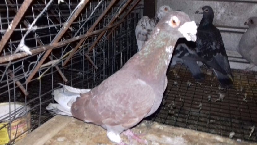  - V-Noi achizitii 2017-2017