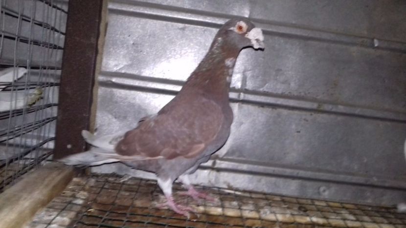  - V-Noi achizitii 2017-2017