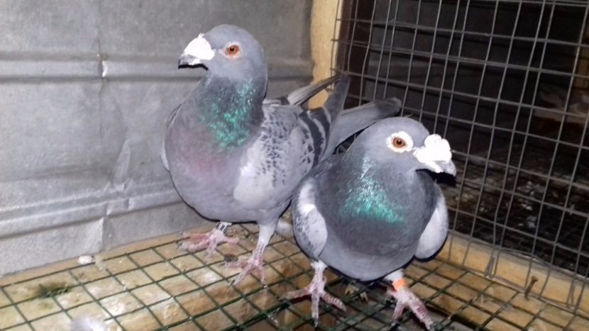  - V-Noi achizitii 2017-2017