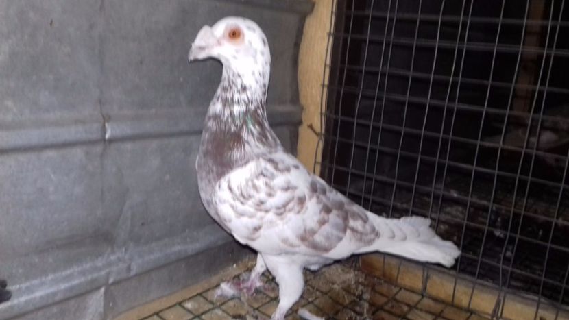  - V-Noi achizitii 2017-2017