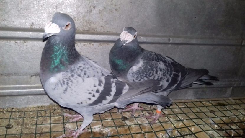  - V-Noi achizitii 2017-2017