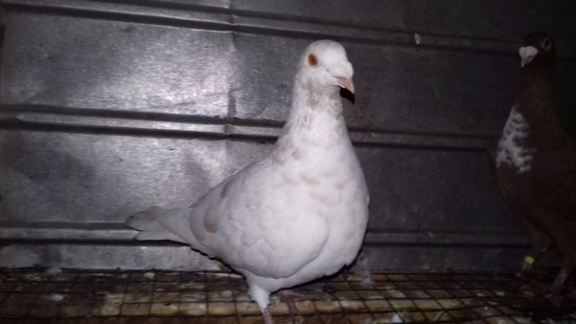  - V-Noi achizitii 2017-2017