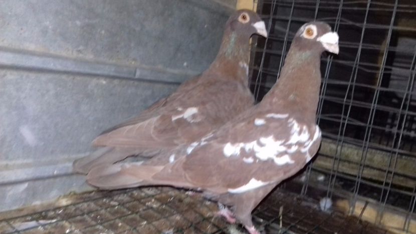  - V-Noi achizitii 2017-2017