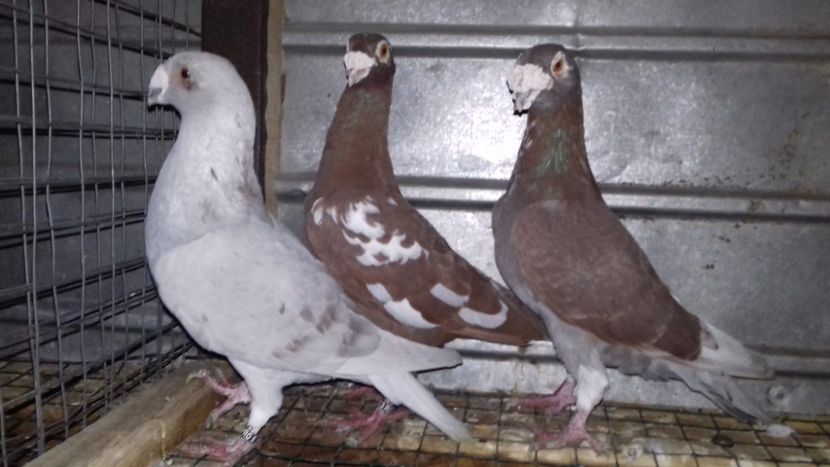  - V-Noi achizitii 2017-2017