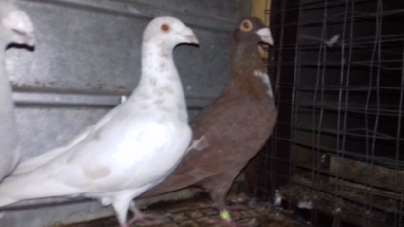  - V-Noi achizitii 2017-2017