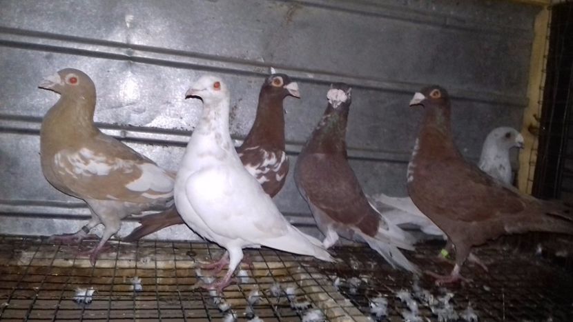  - V-Noi achizitii 2017-2017