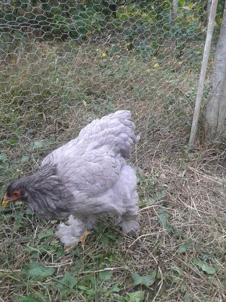  - Brahma Albastru cu cocos negru pt 2018