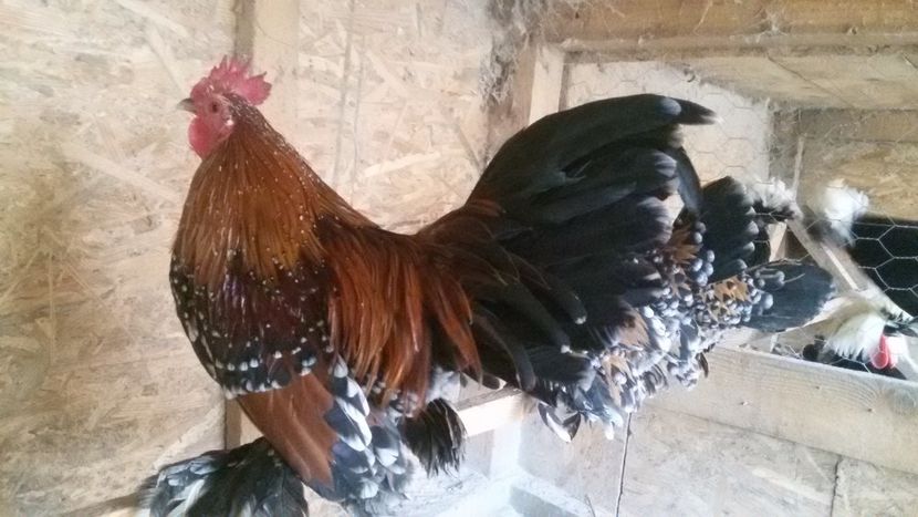  - Mii de flori portelan