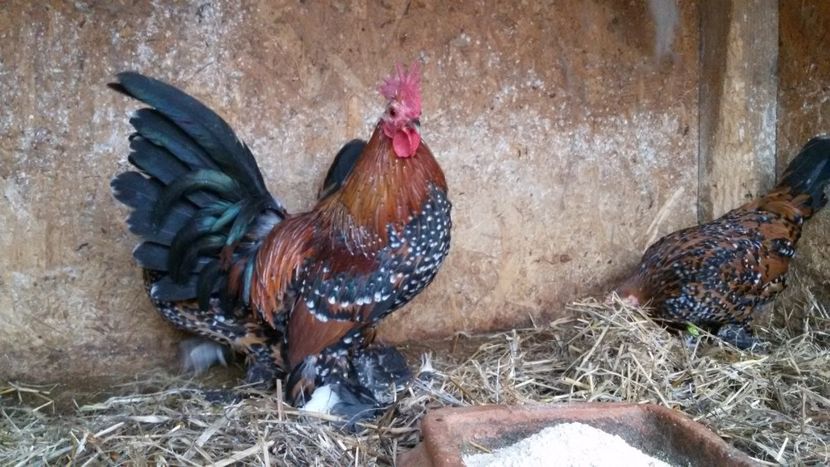  - Mii de flori portelan