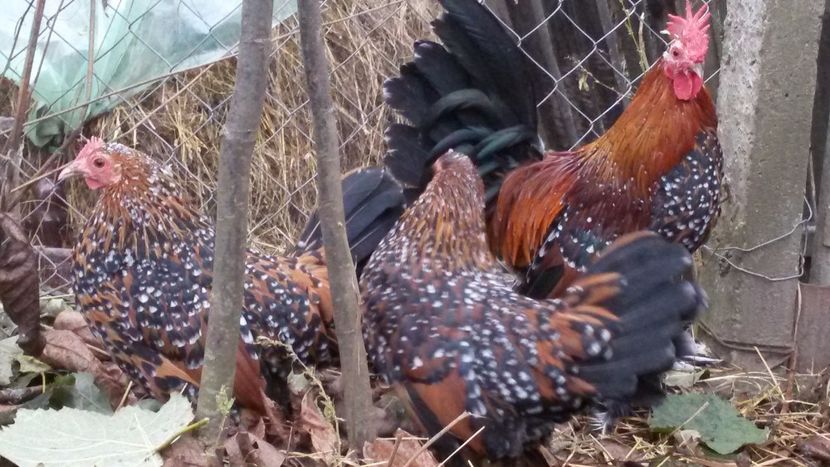  - Mii de flori portelan