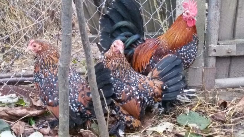  - Mii de flori portelan