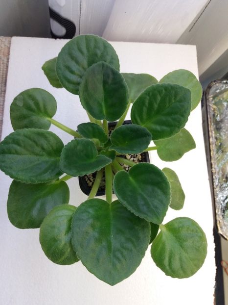 9 oct - ZZ Neznaica sport