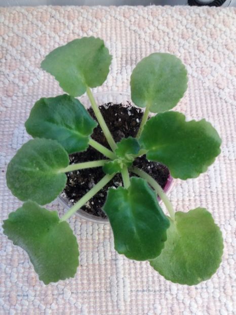 9 oct - ZZ Lyon-s Spectacular