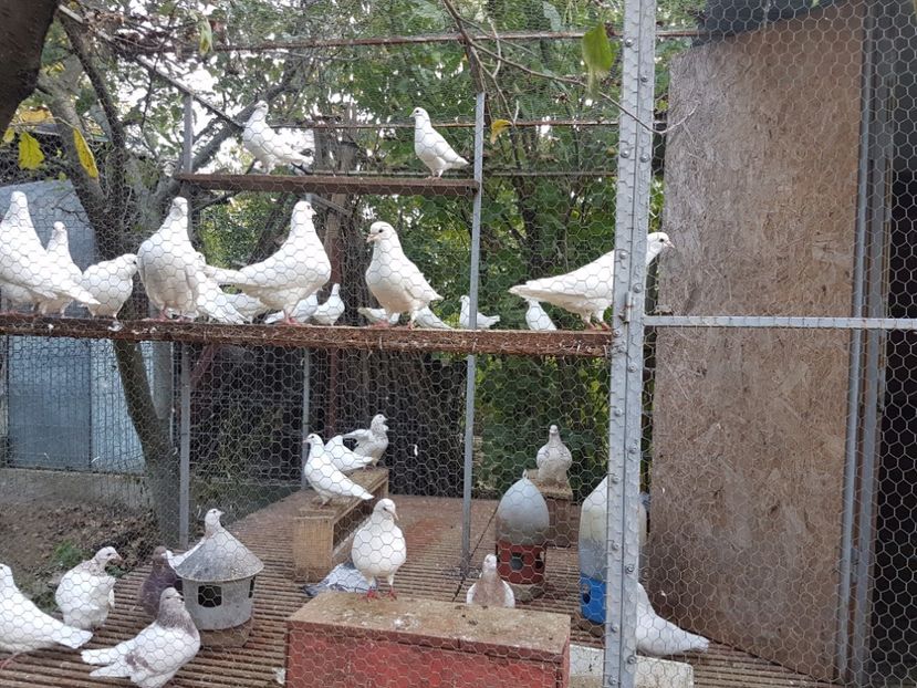  - Hai la texani si hubble de vanzare 2017 !