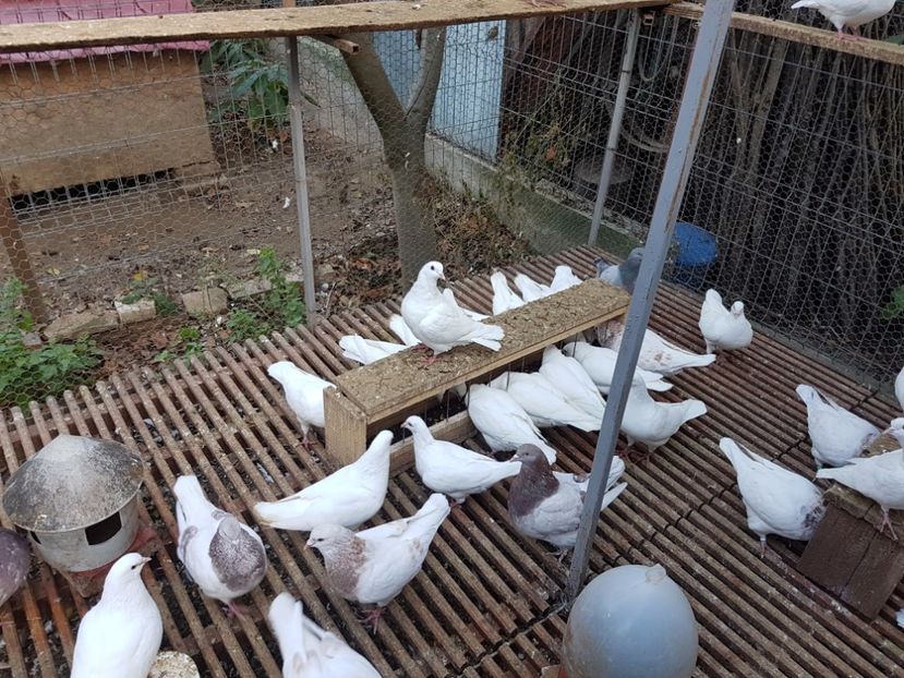  - Hai la texani si hubble de vanzare 2017 !