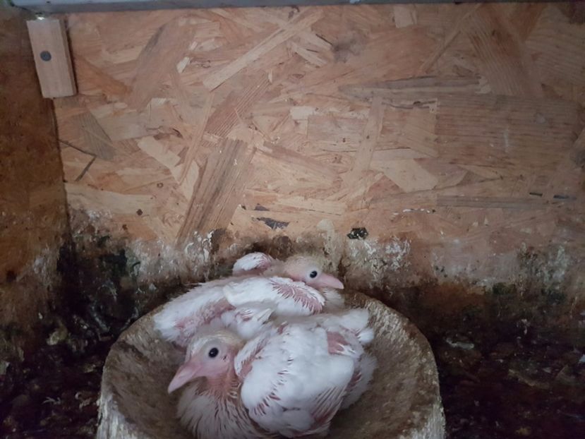  - Hai la texani si hubble de vanzare 2017 !