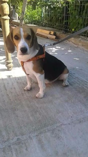  - Beagle