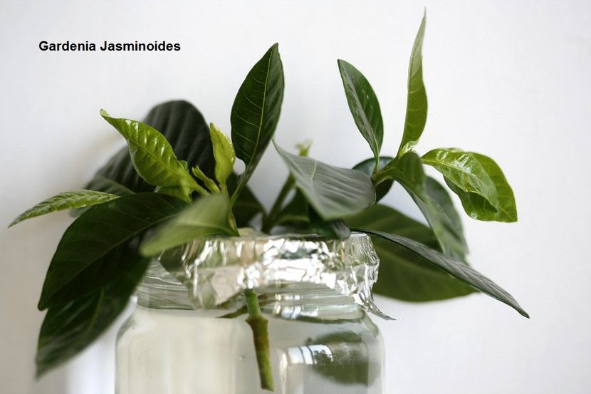 29.08.17 - 3 Gardenia- inradacinare