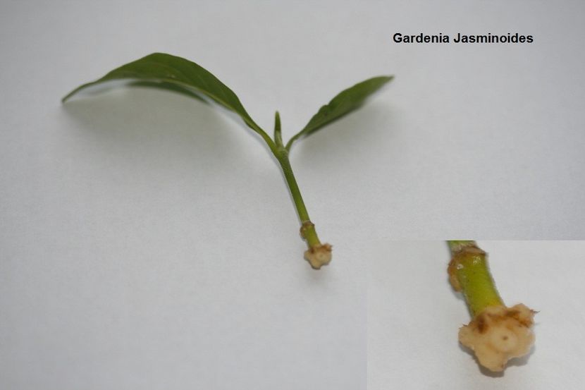 24.10.17 - 3 Gardenia- inradacinare