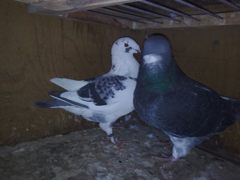  - De vanzare decembrie 2017