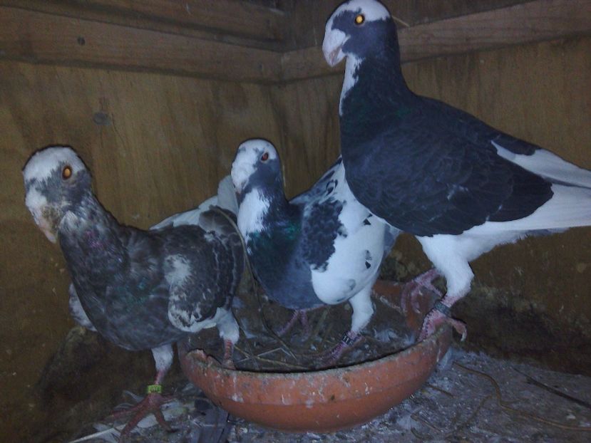  - De vanzare decembrie 2017