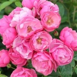 angela-Floribunda - Achizitii trandafiri toamna 2017