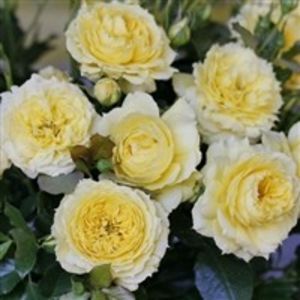 china girl-Floribunda - Achizitii trandafiri toamna 2017