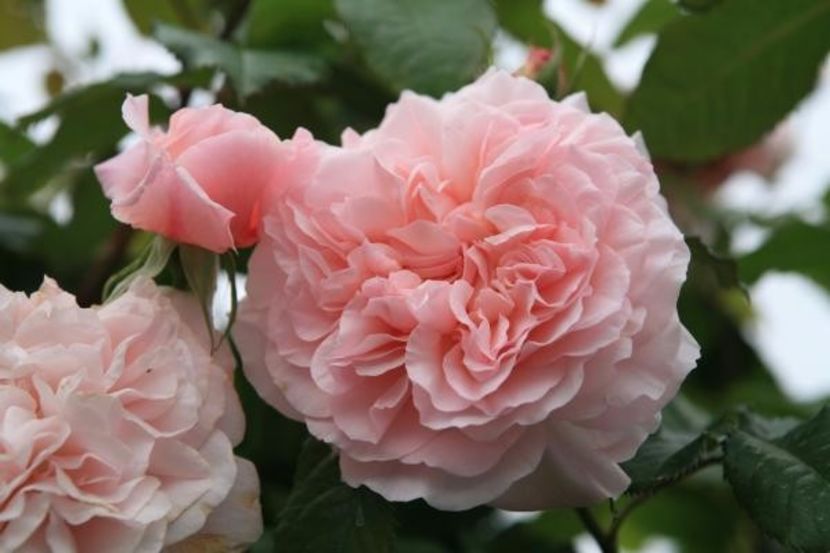 Rose de Tolbiac-ziana - Achizitii trandafiri toamna 2017