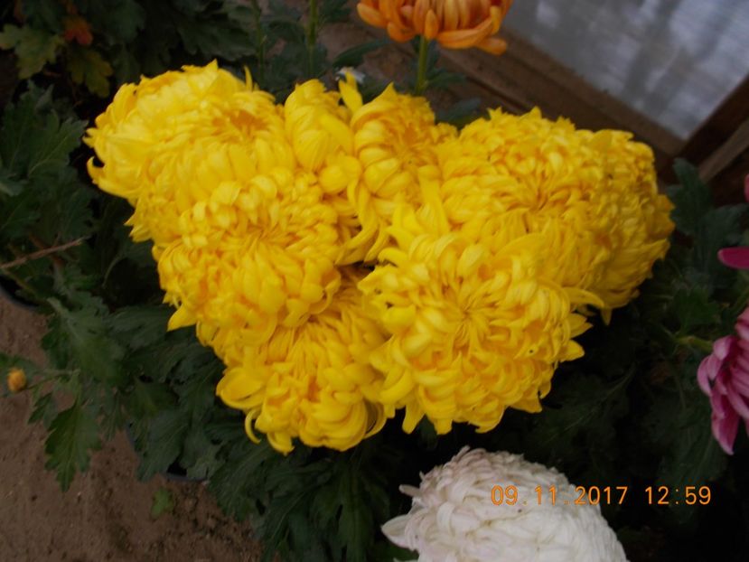  - CRIZANTEME 2017